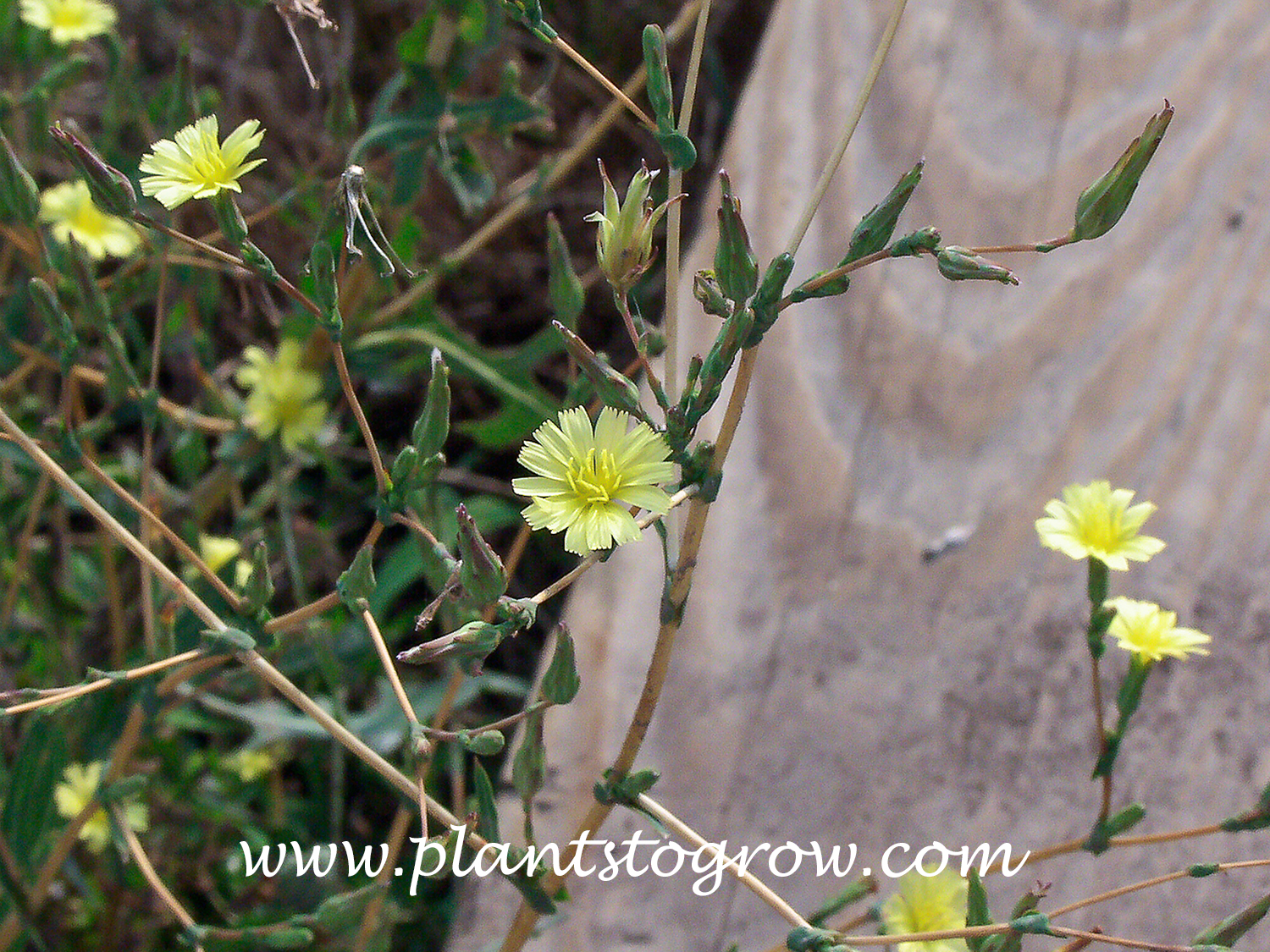 Prickly Lettuce (Lactuca serriola)